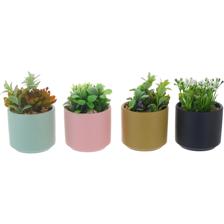 4 ASST PLANT IN CERAMIC POT - 439-356791