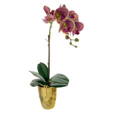 (REAL TOUCH) Potted moth orchid 45CM - 456-55310