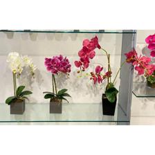 Orchid potted x3 - 592-141708