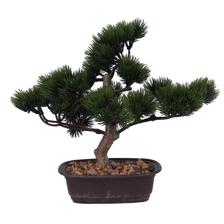 30cm Greeting Pine in pot - 592-143093