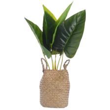 50cm Real tuoch calla lily tree x 6 lvsin plastic pot with s - 592-143173