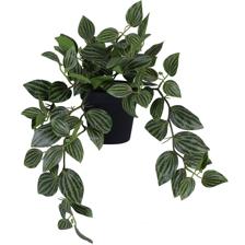 GREEN TRADESCANTIA ZEBRINA INPLASTIC POT - 592-143195