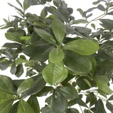 ARTIFICIAL SCHEFFLERA WITH PLASTIC  POT - 592-312183