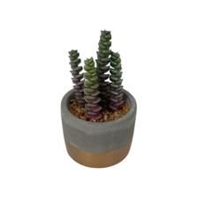 10/13/13/15CM SUCCULENT IN POT - 592-370467