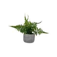 H:16CM PLANT IN CEMENT BASIN - 592-370509