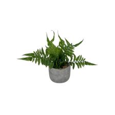 H:16CM PLANT IN CEMENT BASIN - 592-370509