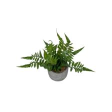 H:16CM PLANT IN CEMENT BASIN - 592-370509