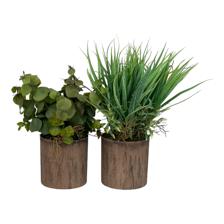 19-21CM PLANTS IN PLACTIC POT/ISOLEPSIS GRAS &EUCALYPTUS - 592-370797