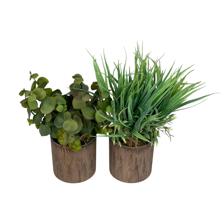 19-21CM PLANTS IN PLACTIC POT/ISOLEPSIS GRAS &EUCALYPTUS - 592-370797