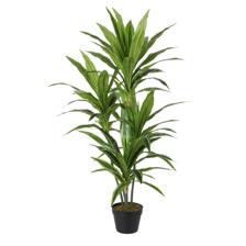 POTTED 120CM DRACAENA - 592-400043