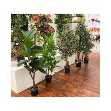 POTTED 120CM DRACAENA - 592-400043