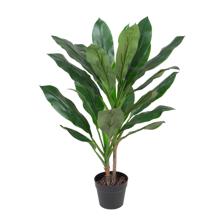 90cm Cordyline Fruticosa w/pot - 592-400057