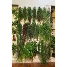 artificial plants - 592-450052