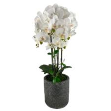 72CM DECORATIVE ORCHID WITH CEMENT POT28PCS FLOWERS - 592-470058