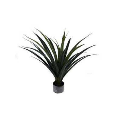 AGAVE C/POTE