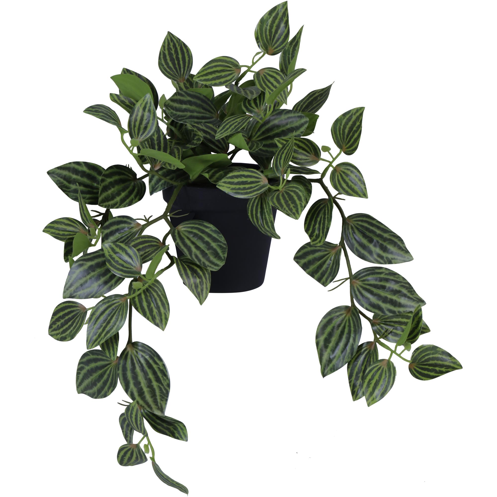 GREEN TRADESCANTIA ZEBRINA INPLASTIC POT - 592-143195