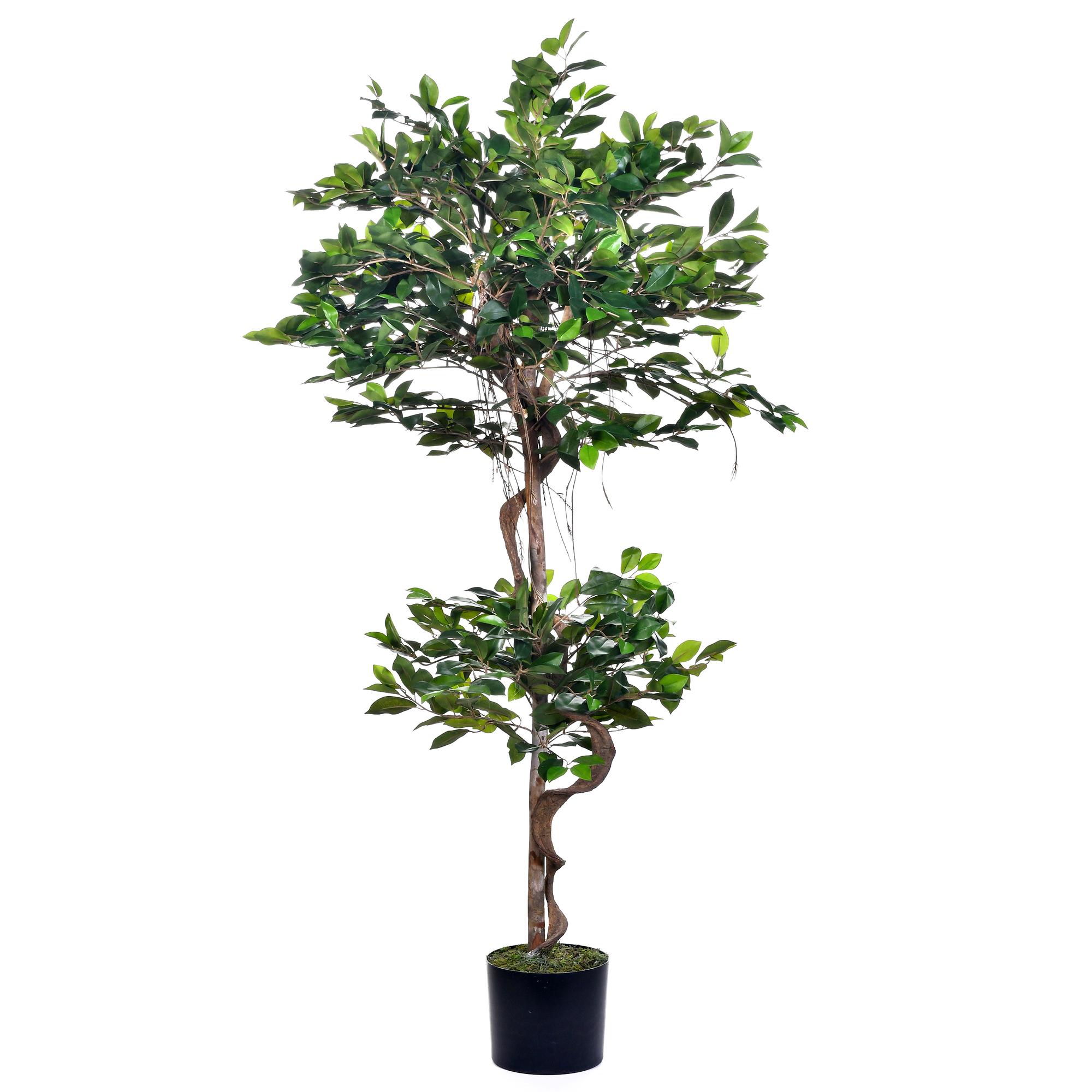 FICUS C/POTE - 592-312075