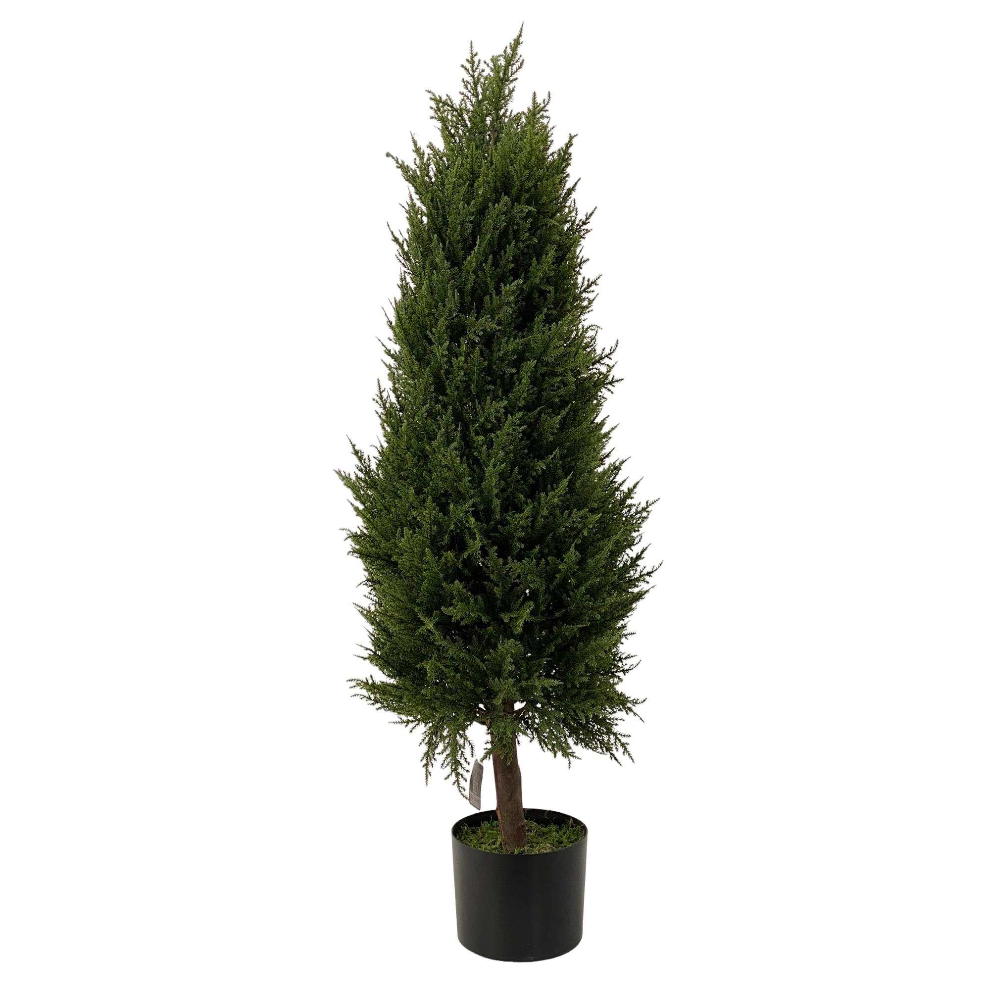 120cm Cypress with pot - 592-312208