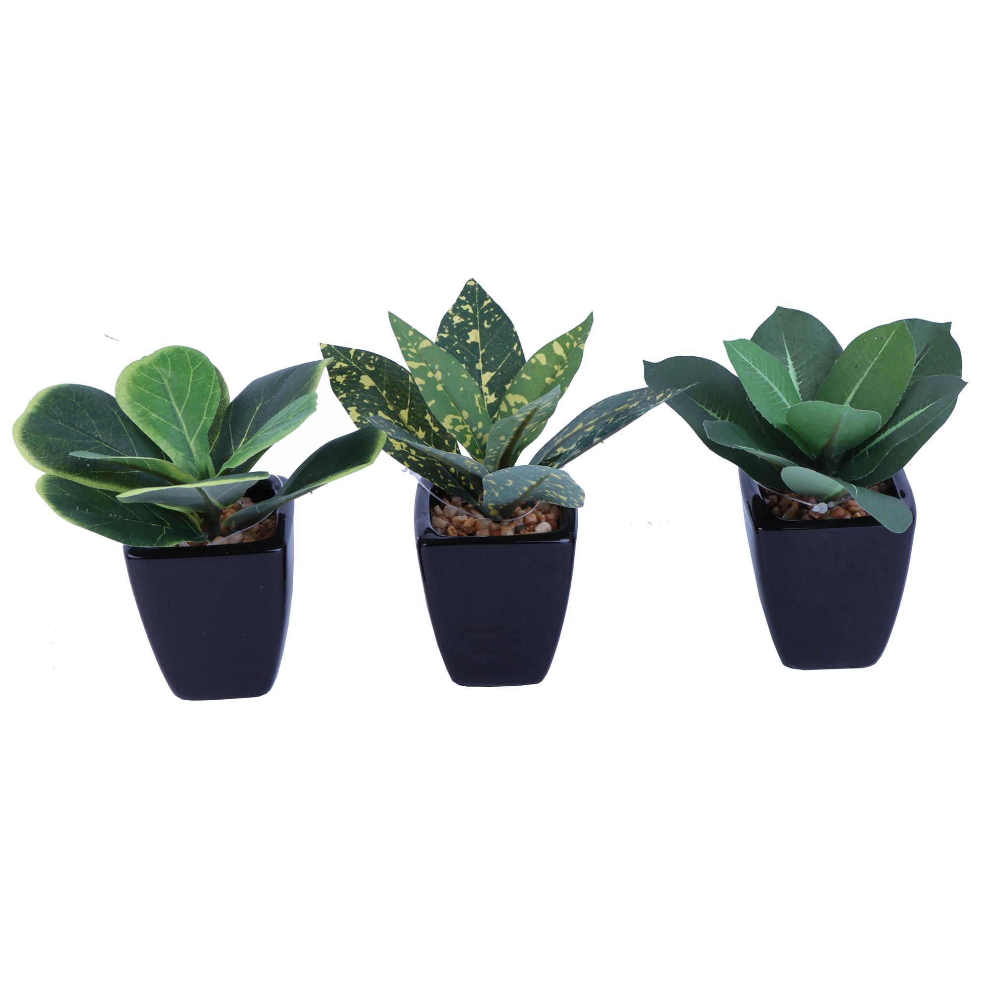 12CM LEAVES IN POT - 592-370292