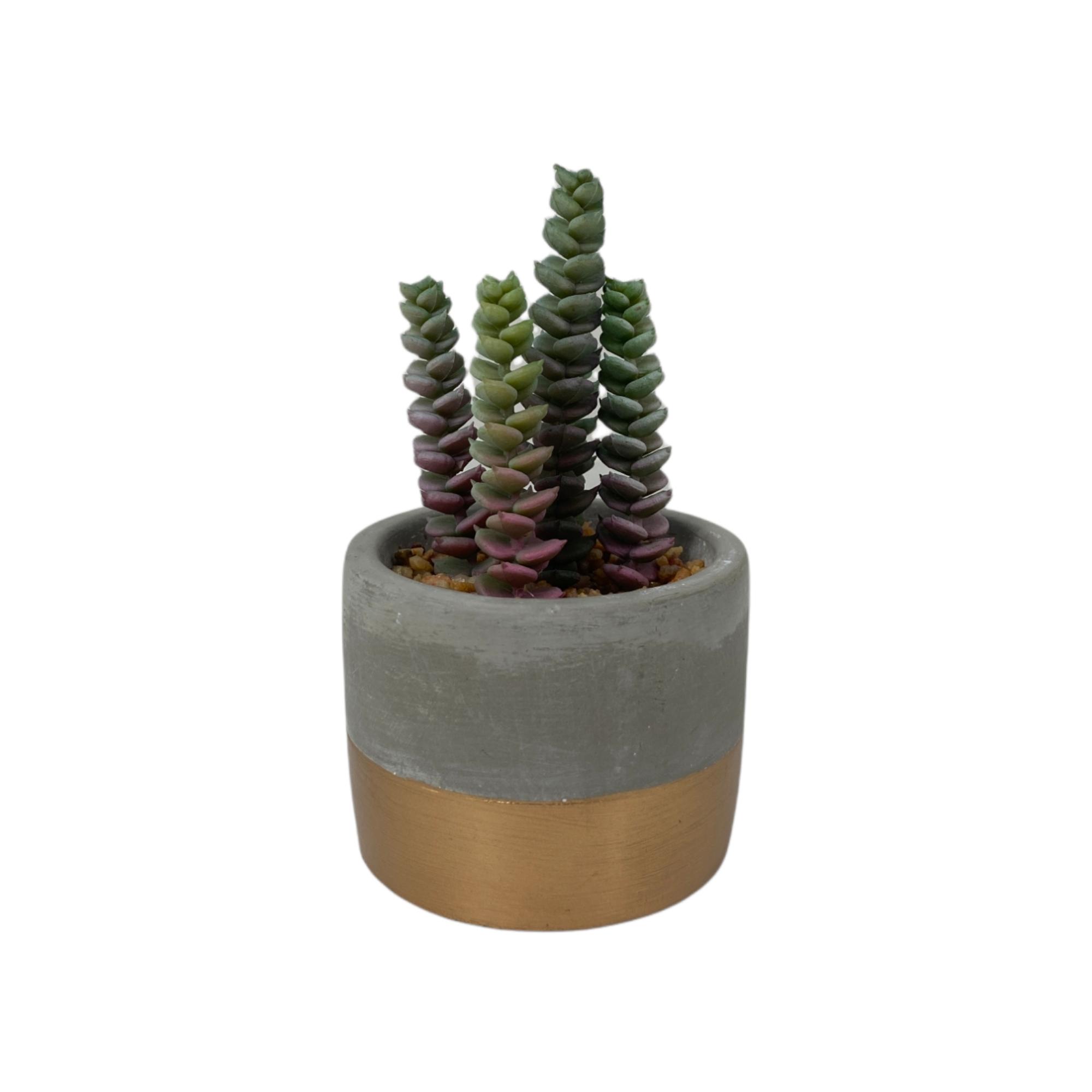 10/13/13/15CM SUCCULENT IN POT - 592-370467