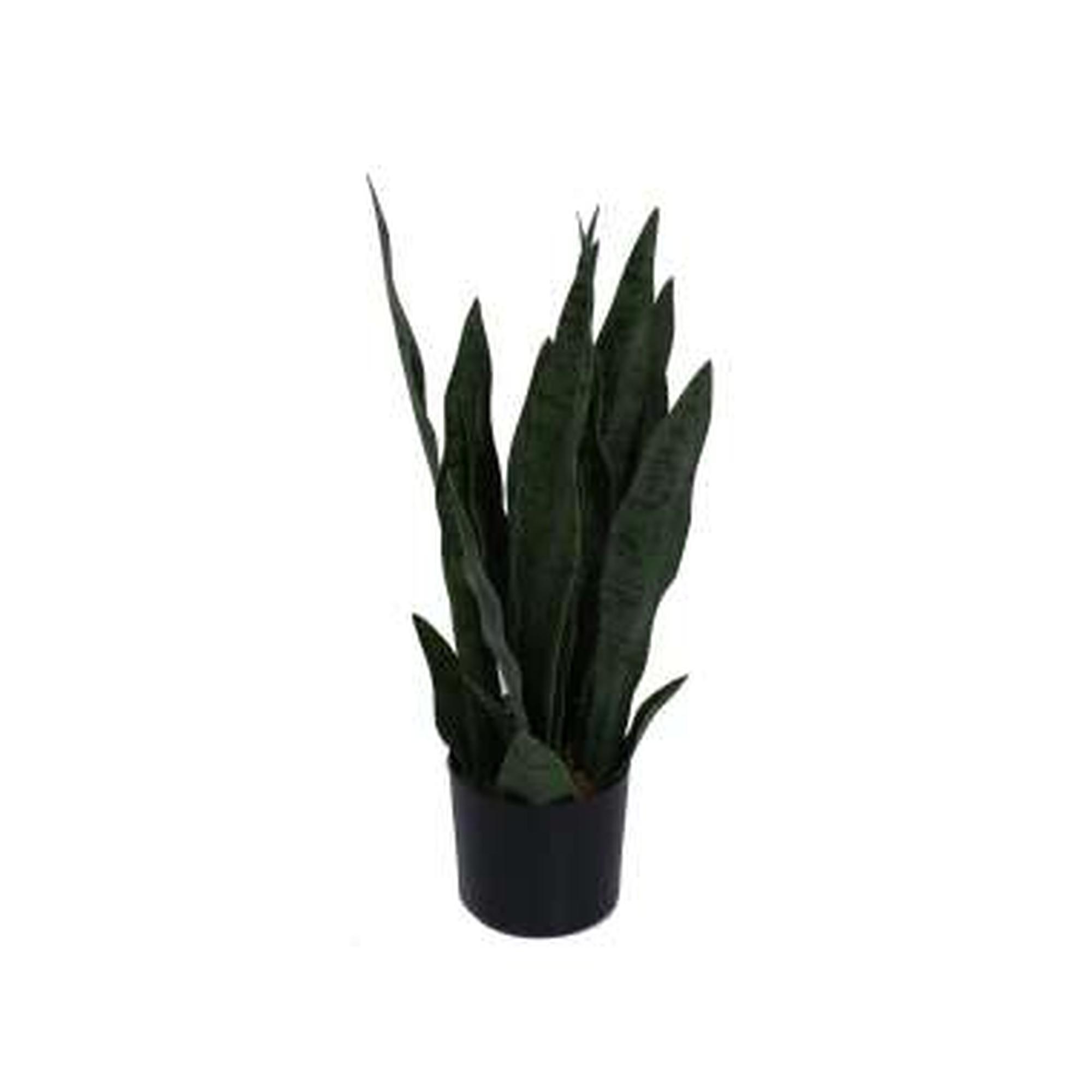 PLANTA C/POTE - 592-460003