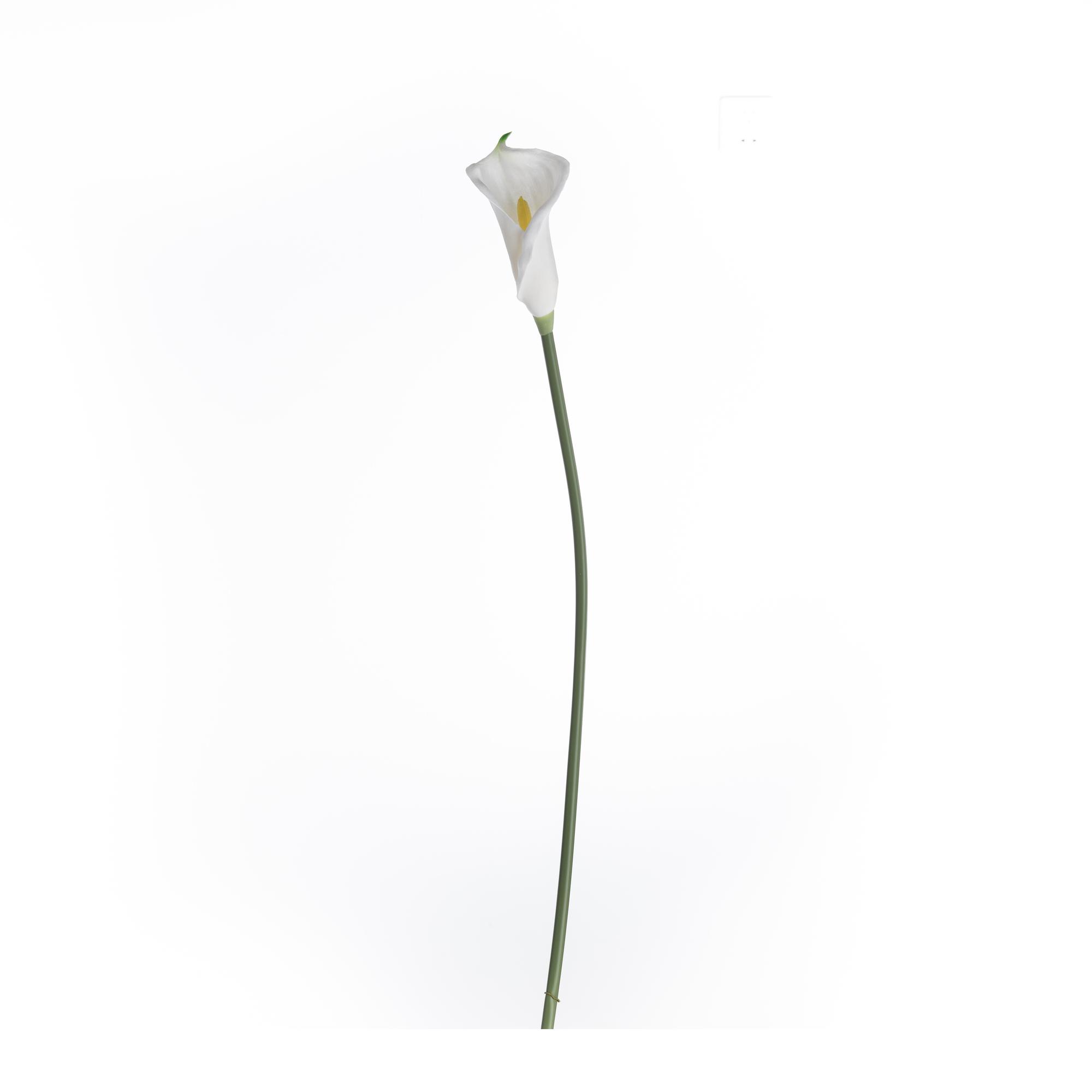 Calla lily single branch - 592-480191